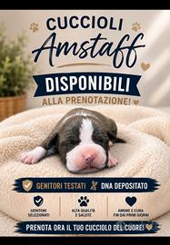Cuccioli Amstaff blue 