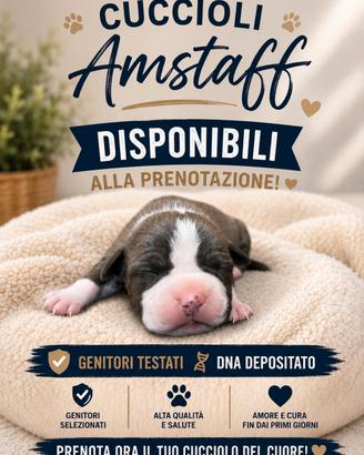 Cuccioli Amstaff blue 