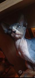 sphynx 