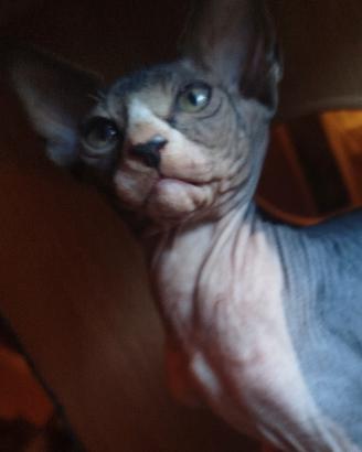 sphynx 