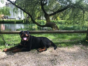 Rottweiler maschio per monte