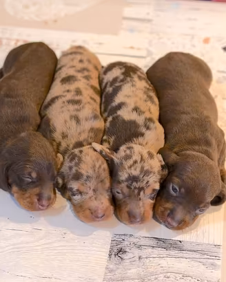 Cuccioli di BASSOTTO con pedigree ENCI