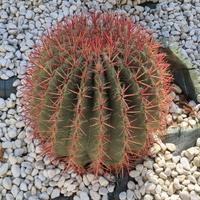 Ferocactus Gracilis