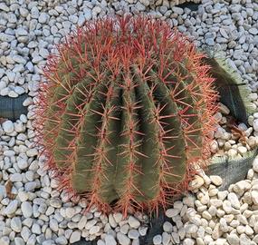 Ferocactus Gracilis