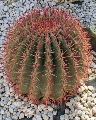 Ferocactus Gracilis