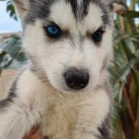 Cuccioli di Husky