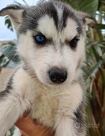 Cuccioli di Husky