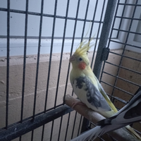 Calopsite allevate a mano vendibili singolarmente