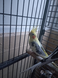 Calopsite allevate a mano vendibili singolarmente