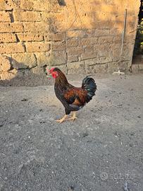Gallo ornamentale giovane