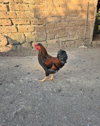 Gallo ornamentale giovane