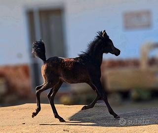 Puledro Arabo Purosangue