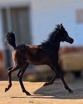 Puledro Arabo Purosangue
