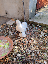 Moroseta pulcino di 3 mesi