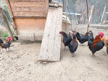 Gallinelle nane