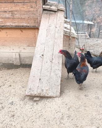 Gallinelle nane