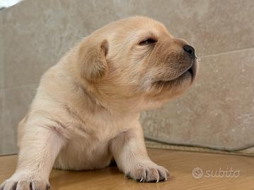 Cucciole Labrador con Pedigree