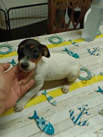 Ultima meraviglia di jack Russell nana zampa corta
