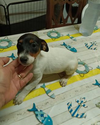 Ultima meraviglia di jack Russell nana zampa corta