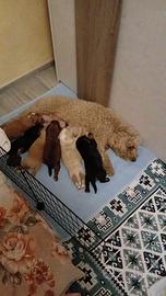 Cuccioli barboncino