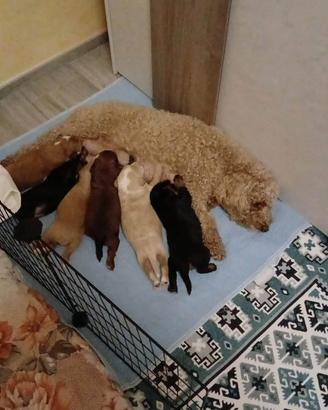 Cuccioli barboncino