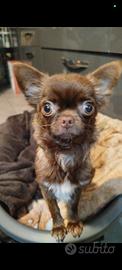 Chiuhuahua