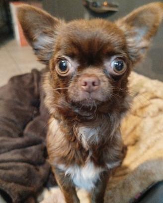 Chiuhuahua