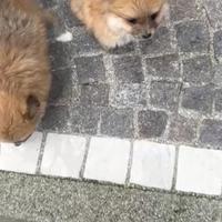 Volpino di pomeriana