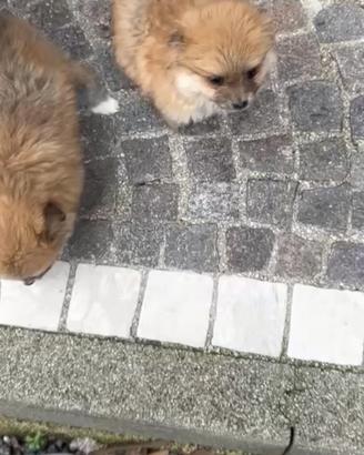 Volpino di pomeriana