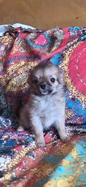 chihuahua pelo lungo maschi 