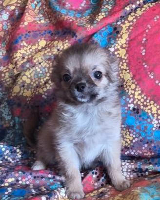 chihuahua pelo lungo maschi 