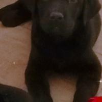 Labrador manto nero femmina