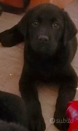 Labrador manto nero femmina