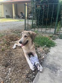 Ares cucciolino di 5 mesi