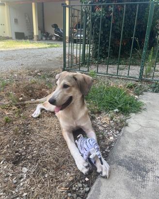 Ares cucciolino di 5 mesi