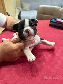 Bull dog francese