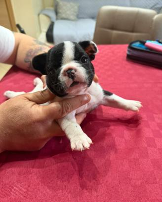 Bull dog francese