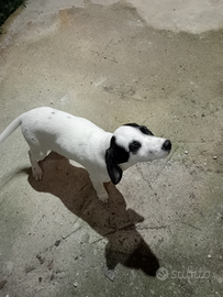 Cuccioli taglia medio piccola