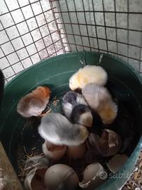Pulcini nani razza bantam