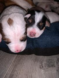 Jack russel cuccioli