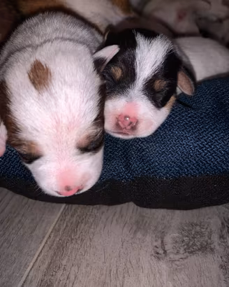Jack russel cuccioli