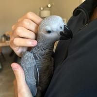 Cenerino allevato a mano