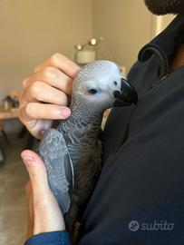 Cenerino allevato a mano