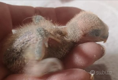 Inseparabili da imbecco