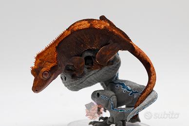 Geco Ciliatus Halloween