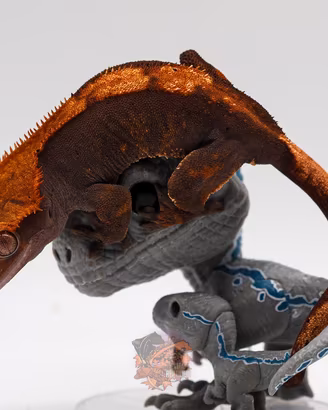 Geco Ciliatus Halloween