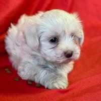 Cuccioli di maltese