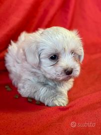 Cuccioli di maltese