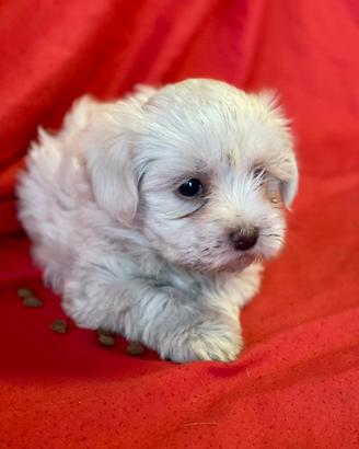 Cuccioli di maltese