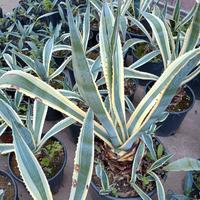 Agave Americana e altre piante grasse